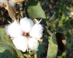 cotton