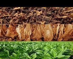 tobacco